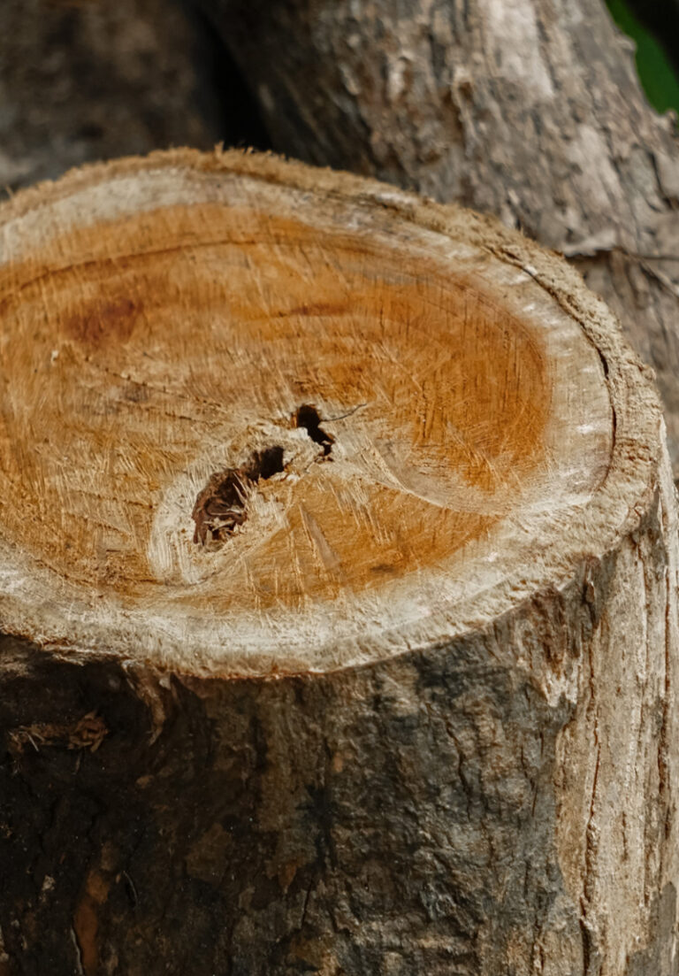 teak2
